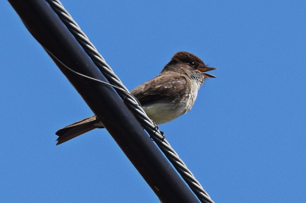 Eastern Phoebe - ML619370230