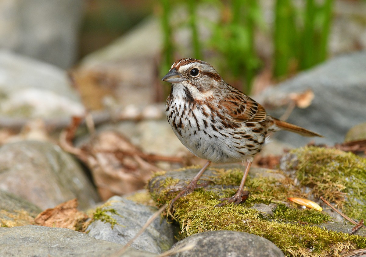 Song Sparrow - ML619370238