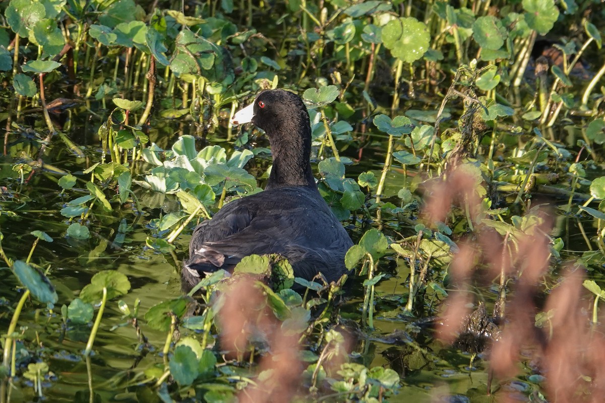 American Coot - Michon Floreani