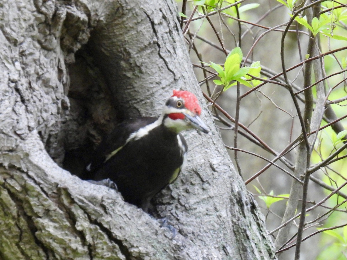 Pileated Woodpecker - Brad Smith