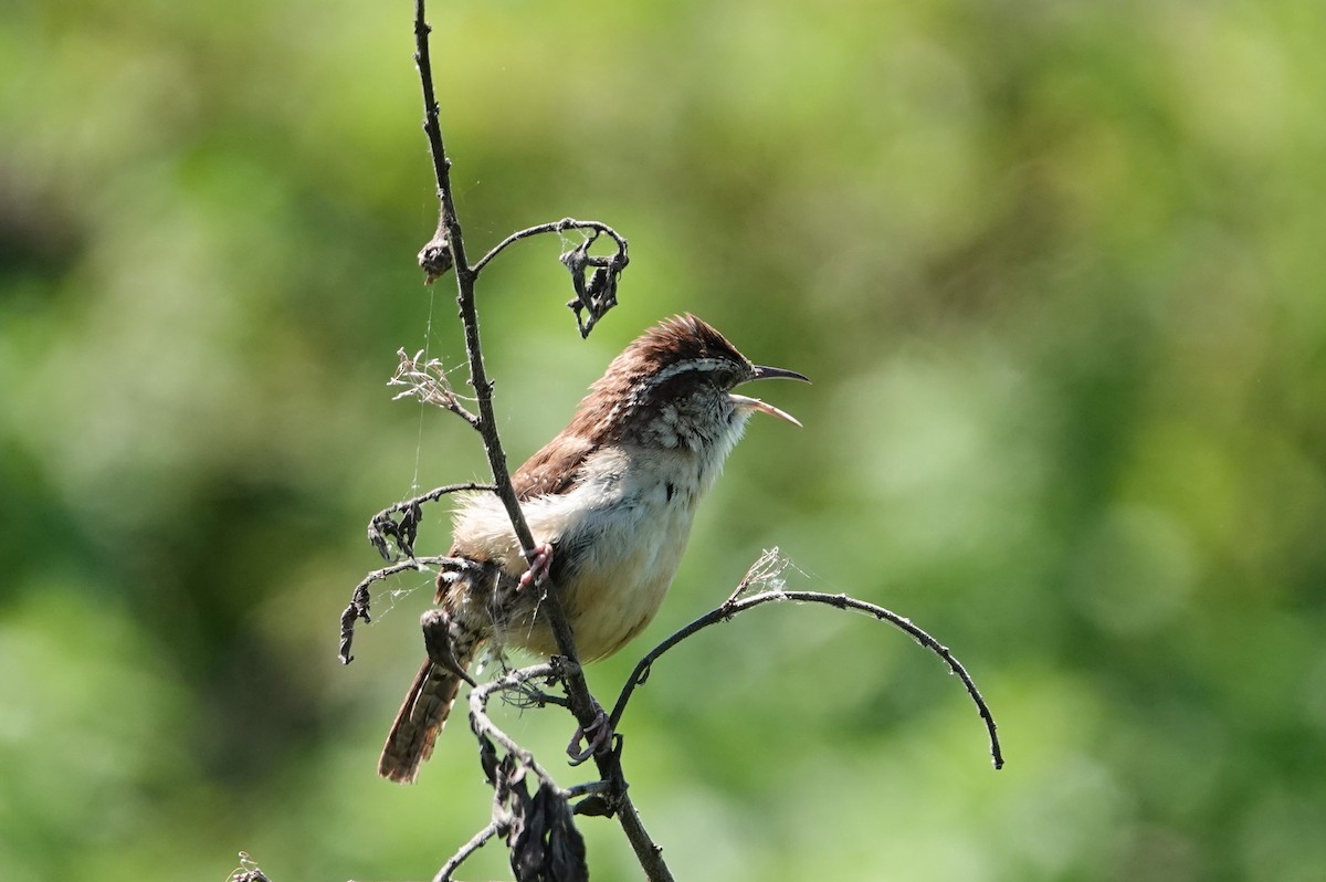 Carolina Wren - Michon Floreani