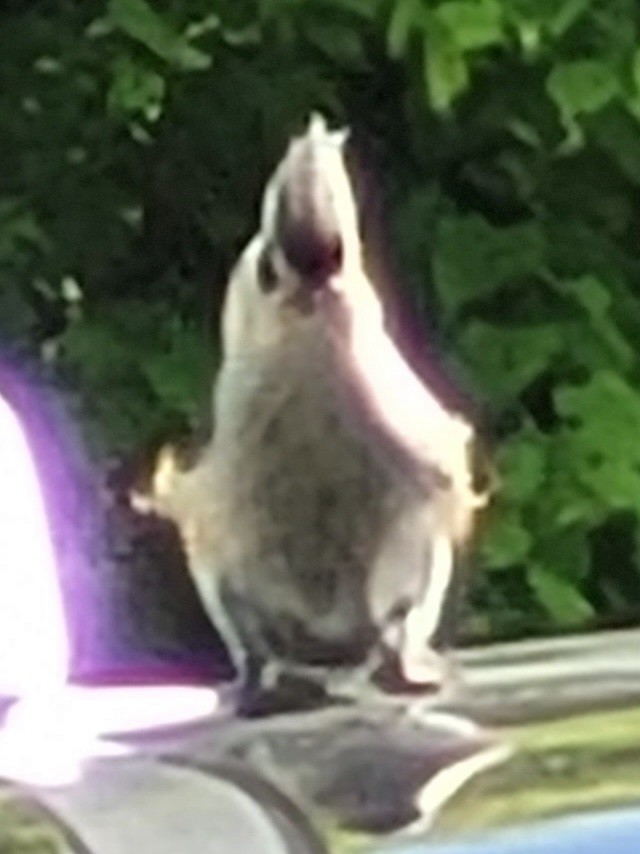 Tufted Titmouse - Samuel Harris