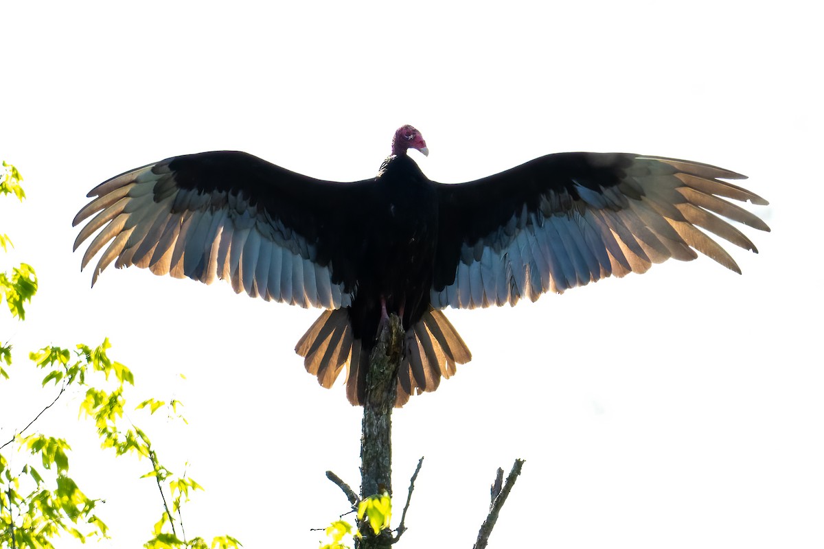 Turkey Vulture - Richard Gotz