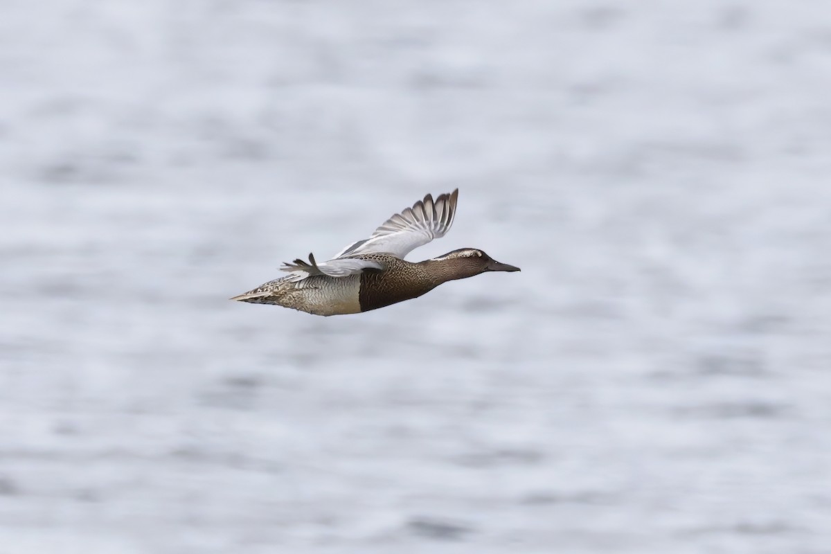 Garganey - Gareth Bowes