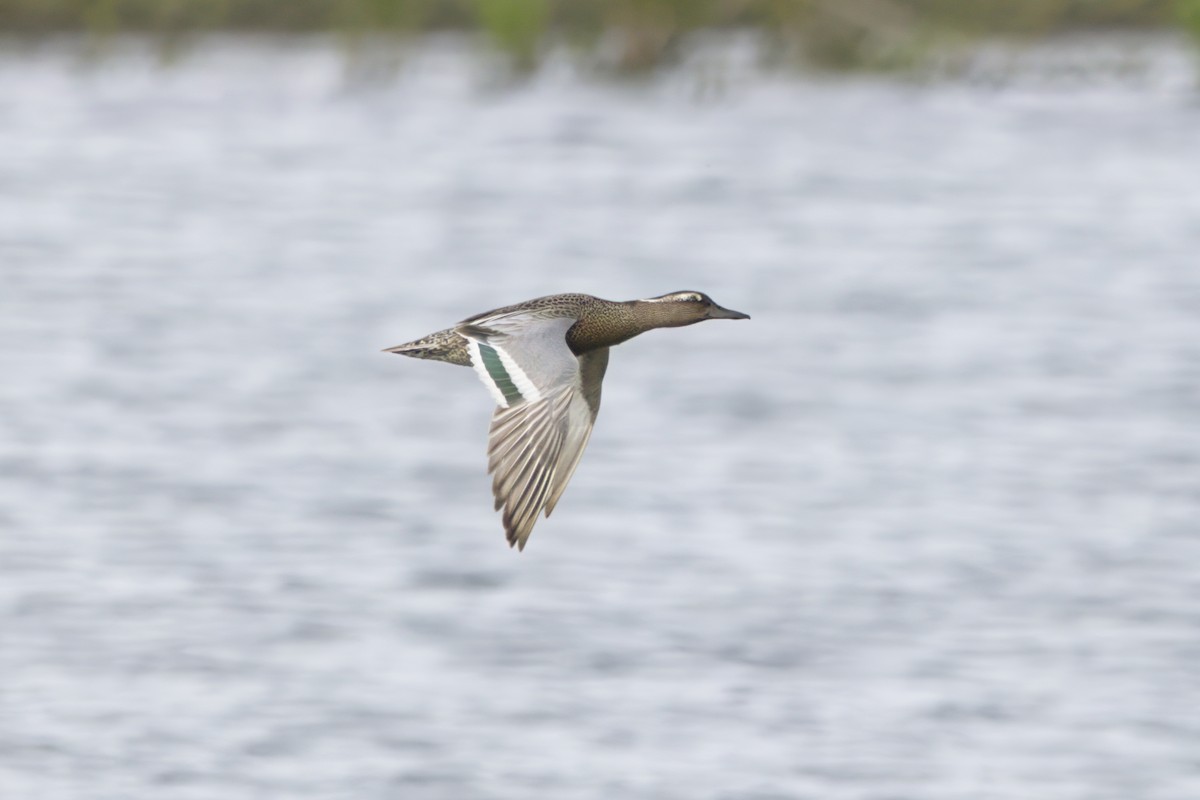 Garganey - Gareth Bowes