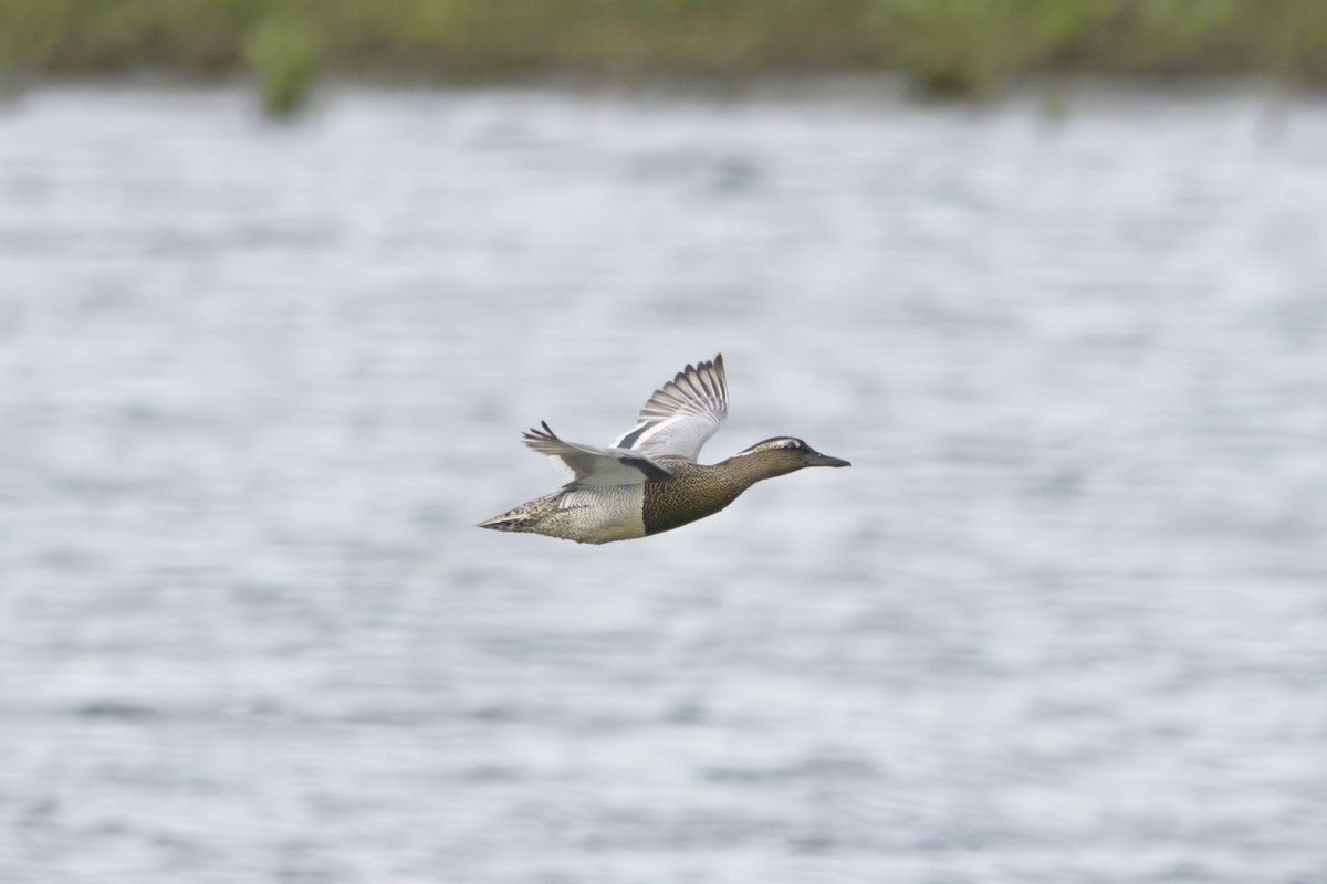 Garganey - Gareth Bowes