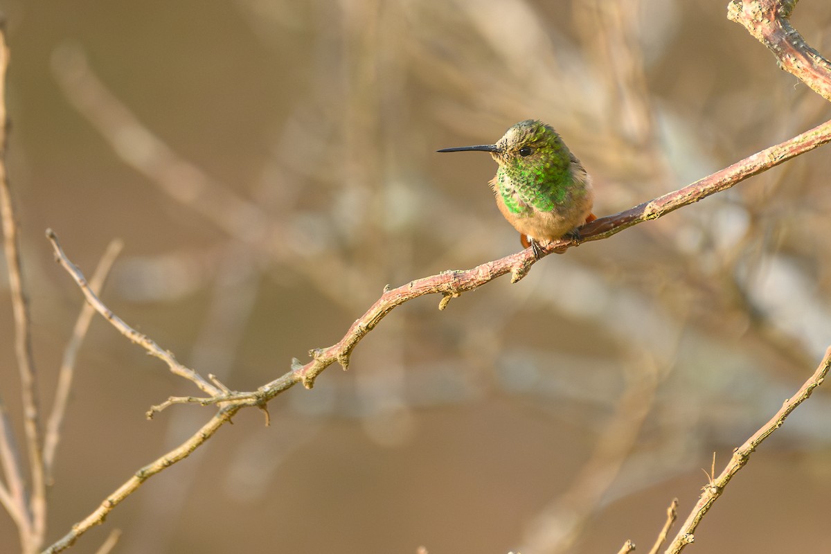 Berylline Hummingbird (Northern) - Poojan Gohil