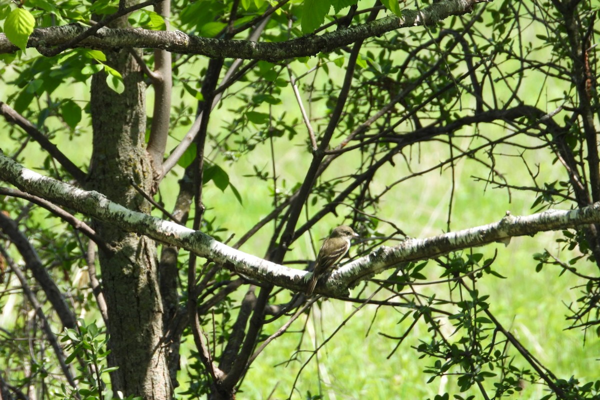 Alder/Willow Flycatcher (Traill's Flycatcher) - Marc antoine Lafrance