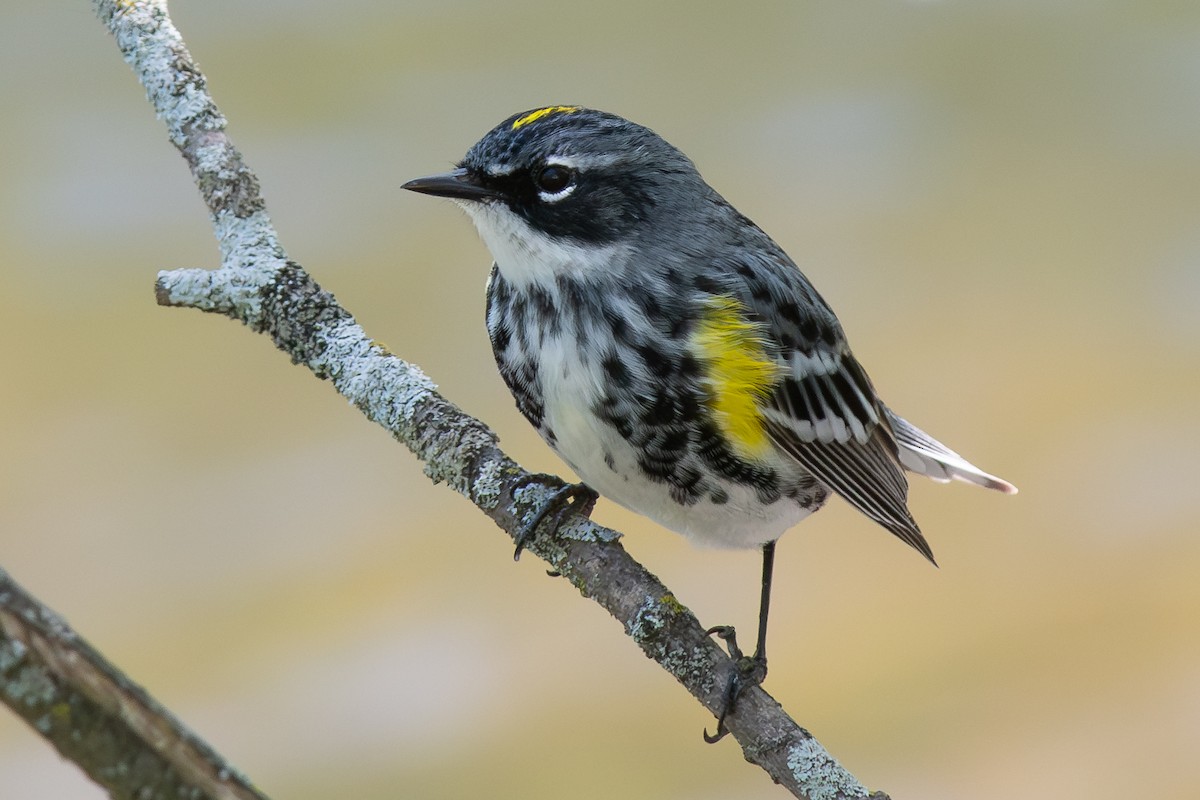 Reinita Coronada (coronata) - ML619370300