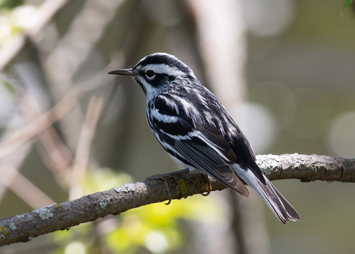 Black-and-white Warbler - ML619370304