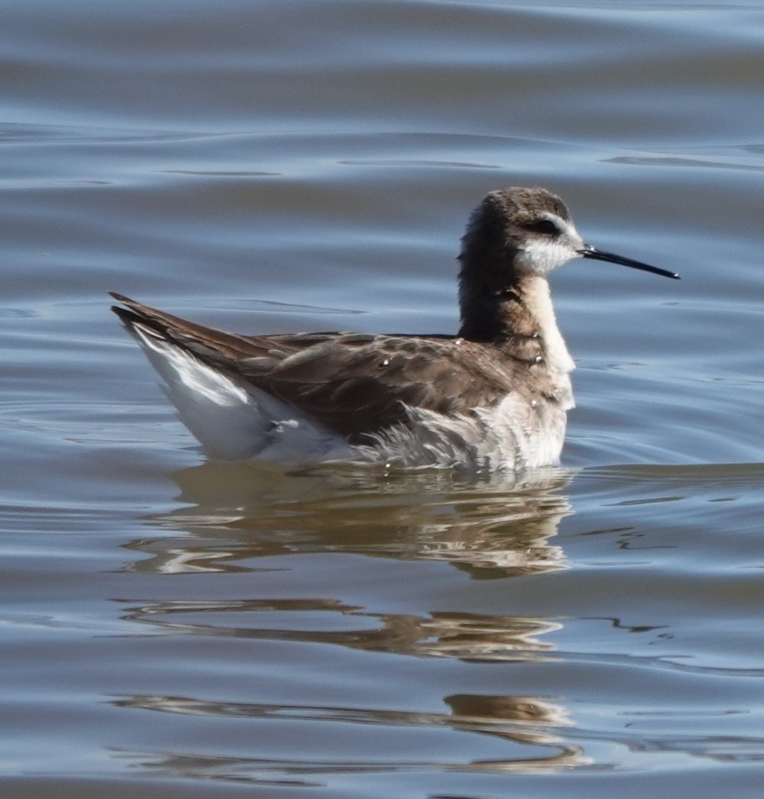 Wilson's Phalarope - Chris Johnson