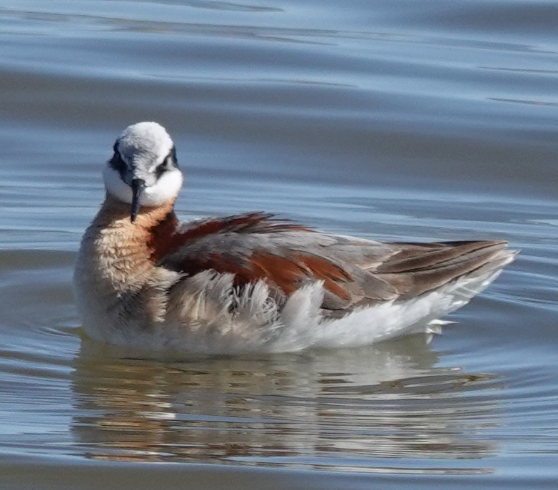 Wilson's Phalarope - Chris Johnson