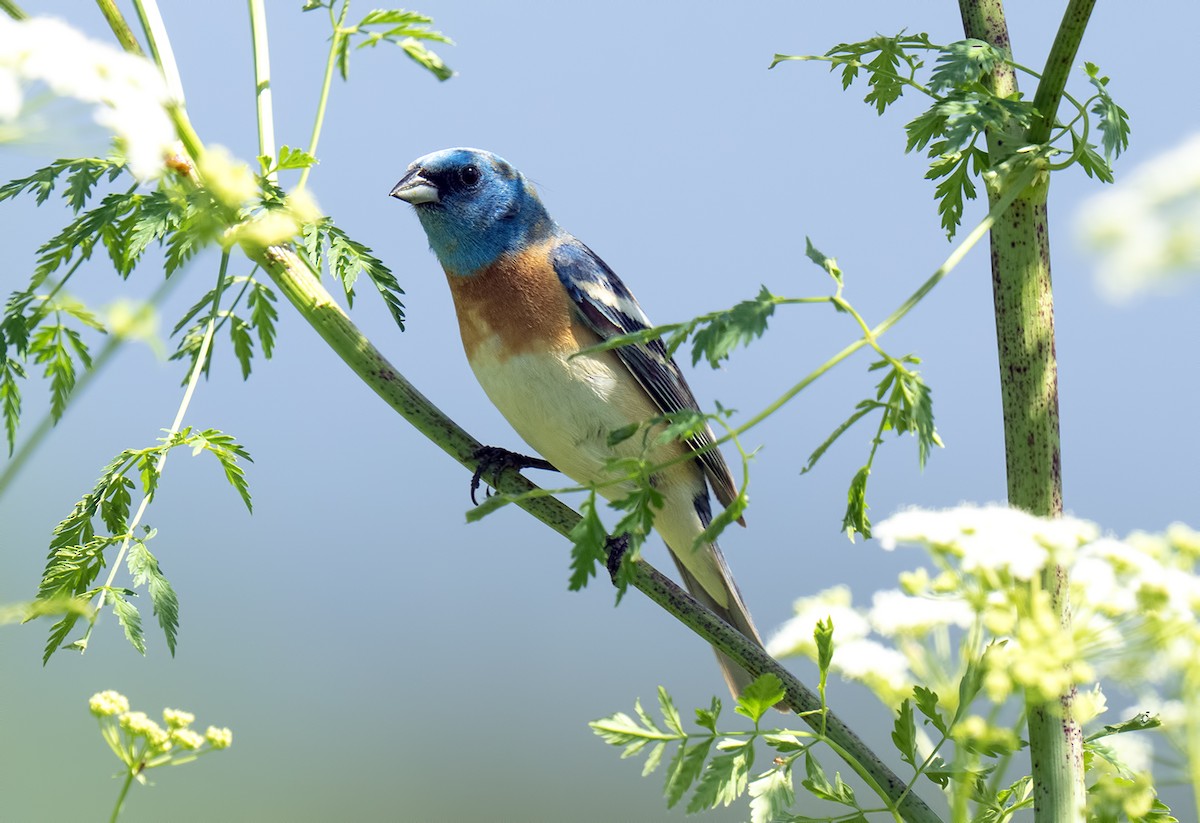 Lazuli Bunting - ML619370319