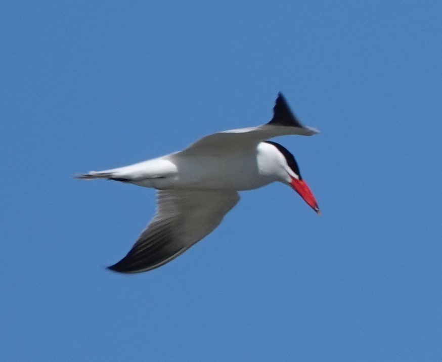 Caspian Tern - Chris Johnson