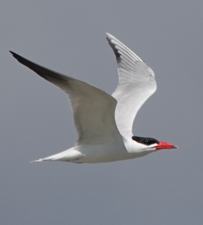 Caspian Tern - Chris Johnson