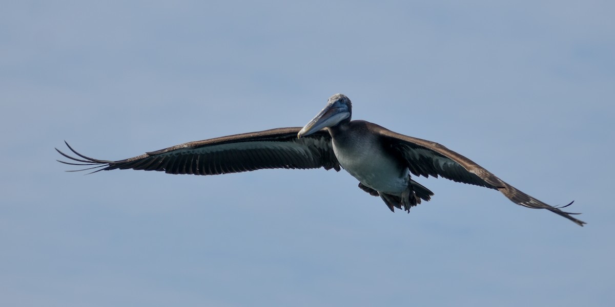 Peruvian Pelican - Eric Konkol