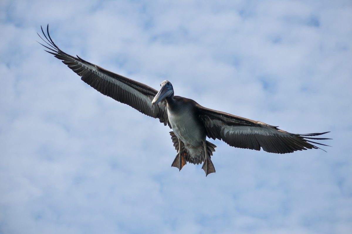 Peruvian Pelican - Eric Konkol