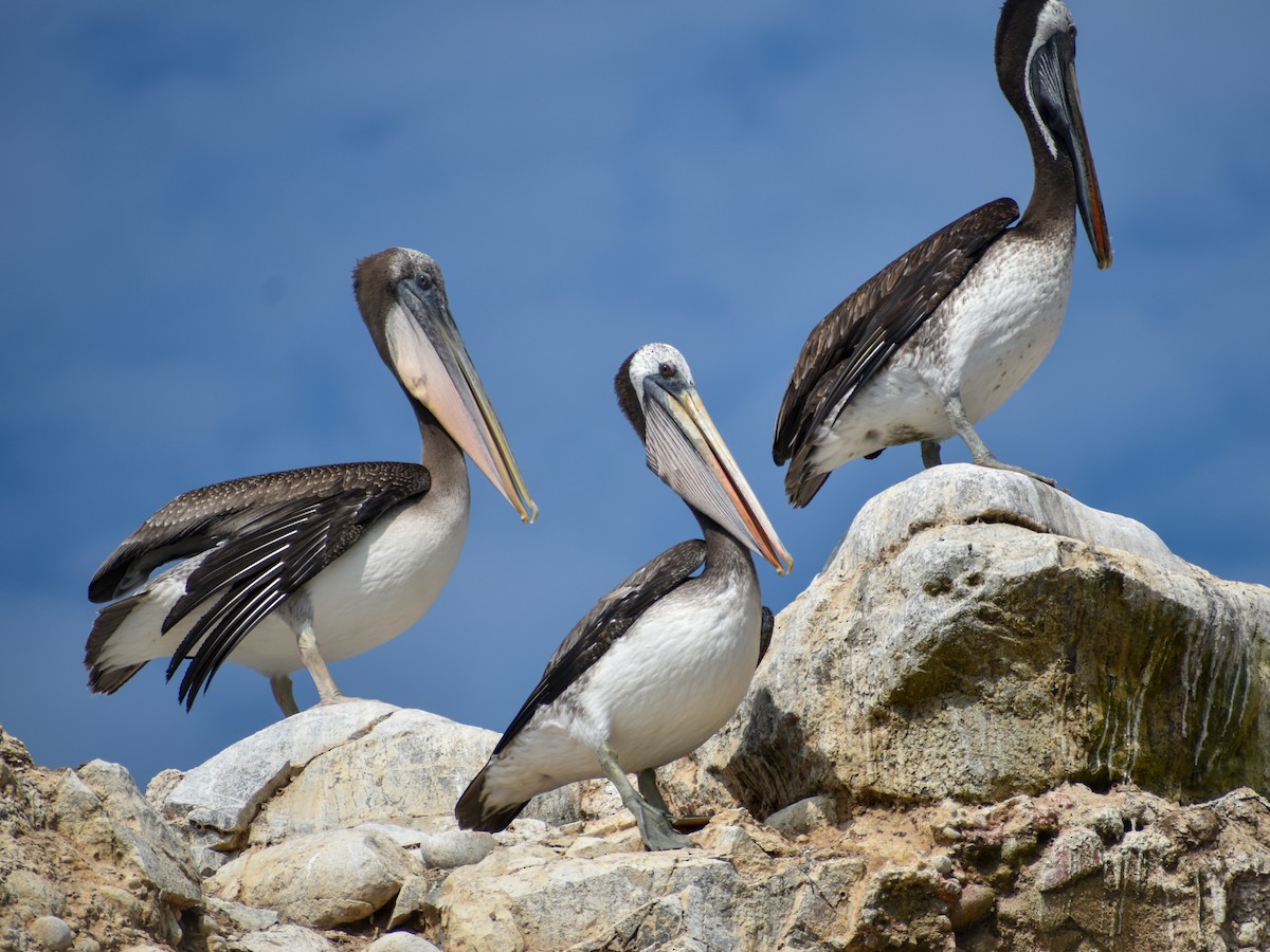 Peruvian Pelican - ML619370328