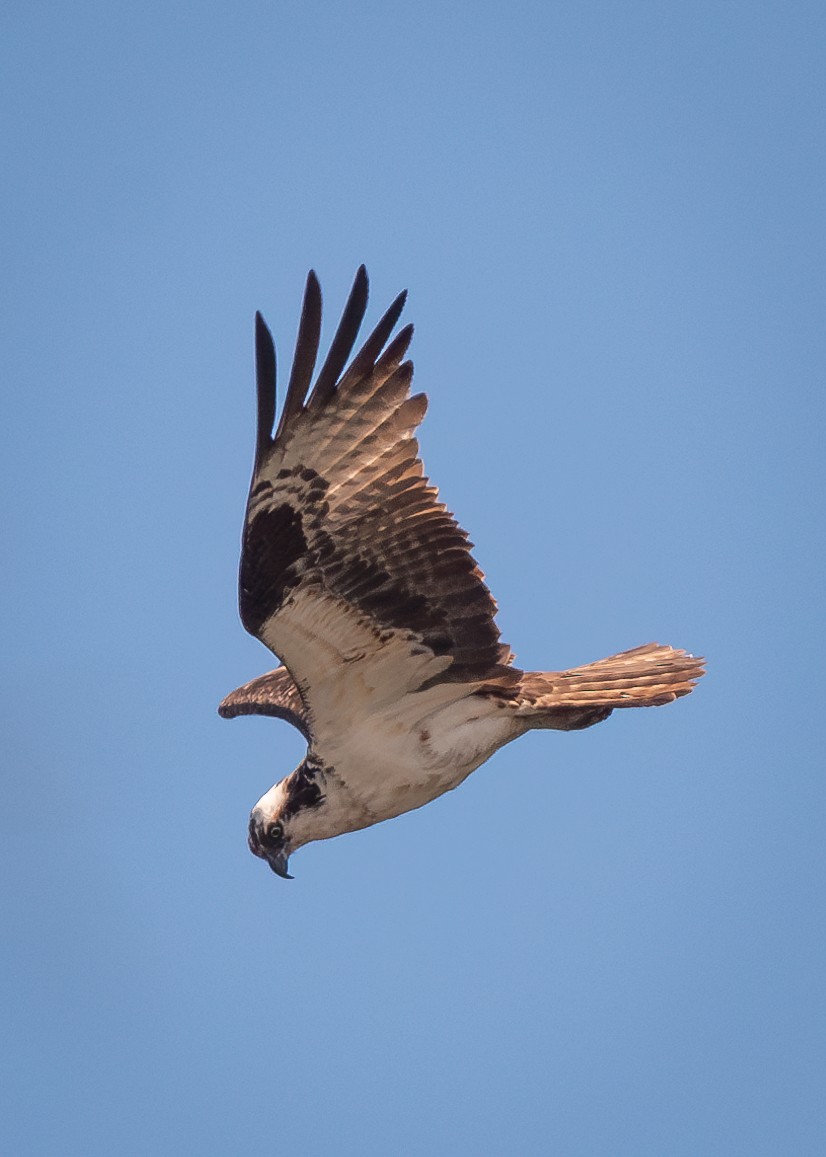 Balbuzard pêcheur - ML619370330