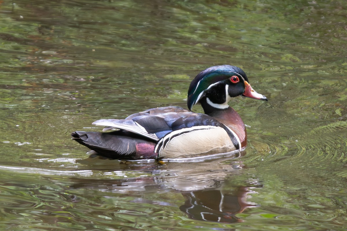 Wood Duck - ML619370336