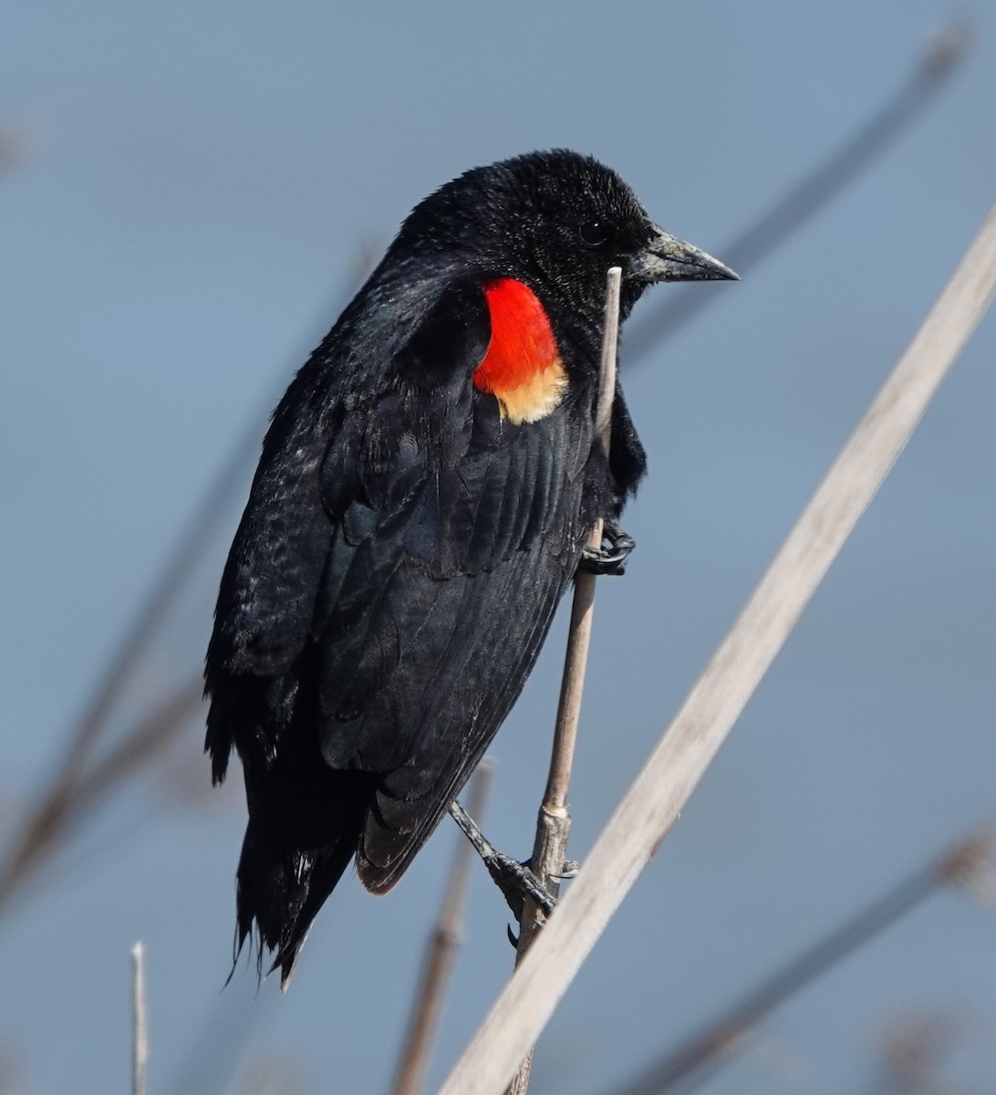 Red-winged Blackbird - Chris Johnson