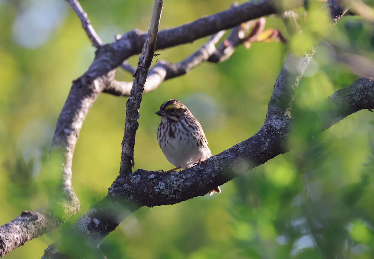 Savannah Sparrow - ML619370374