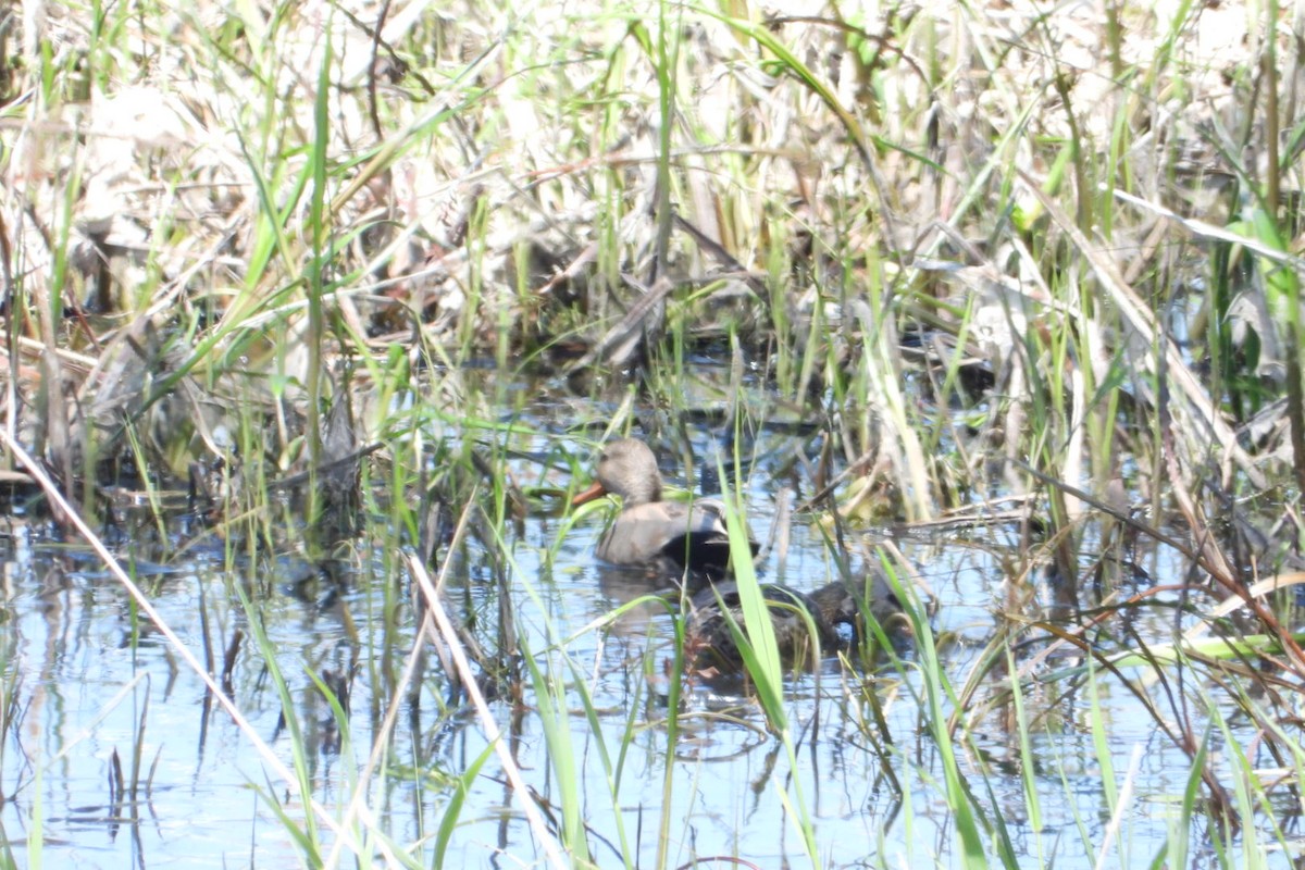 Gadwall - Marc antoine Lafrance