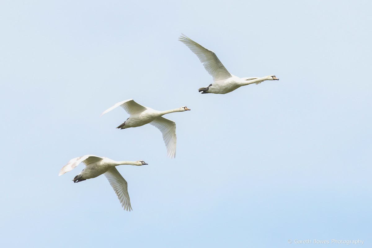 Mute Swan - Gareth Bowes