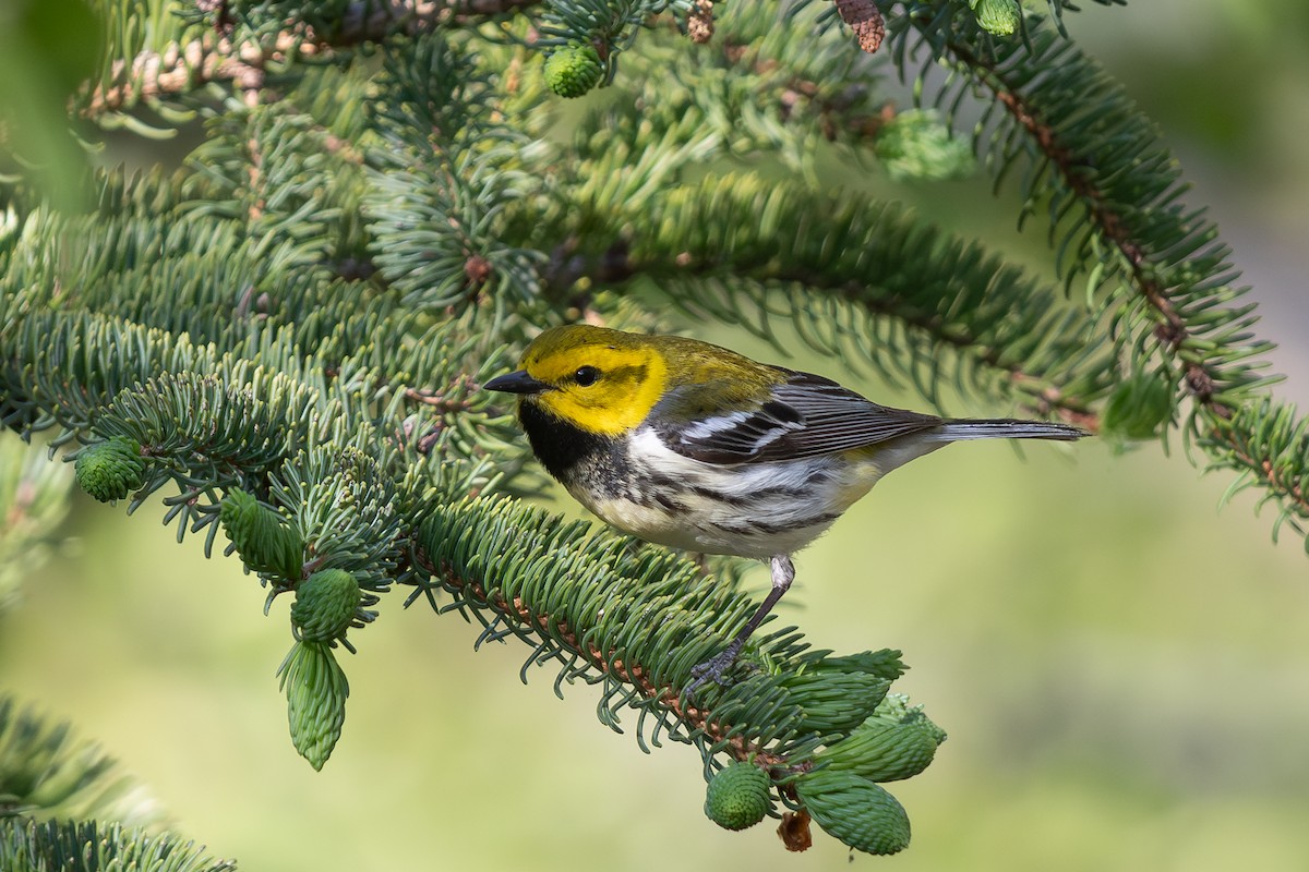 Black-throated Green Warbler - ML619370392