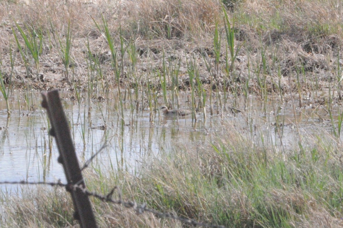 Wilson's Phalarope - Sean Huntley