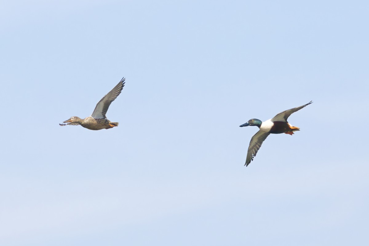 Northern Shoveler - Gareth Bowes