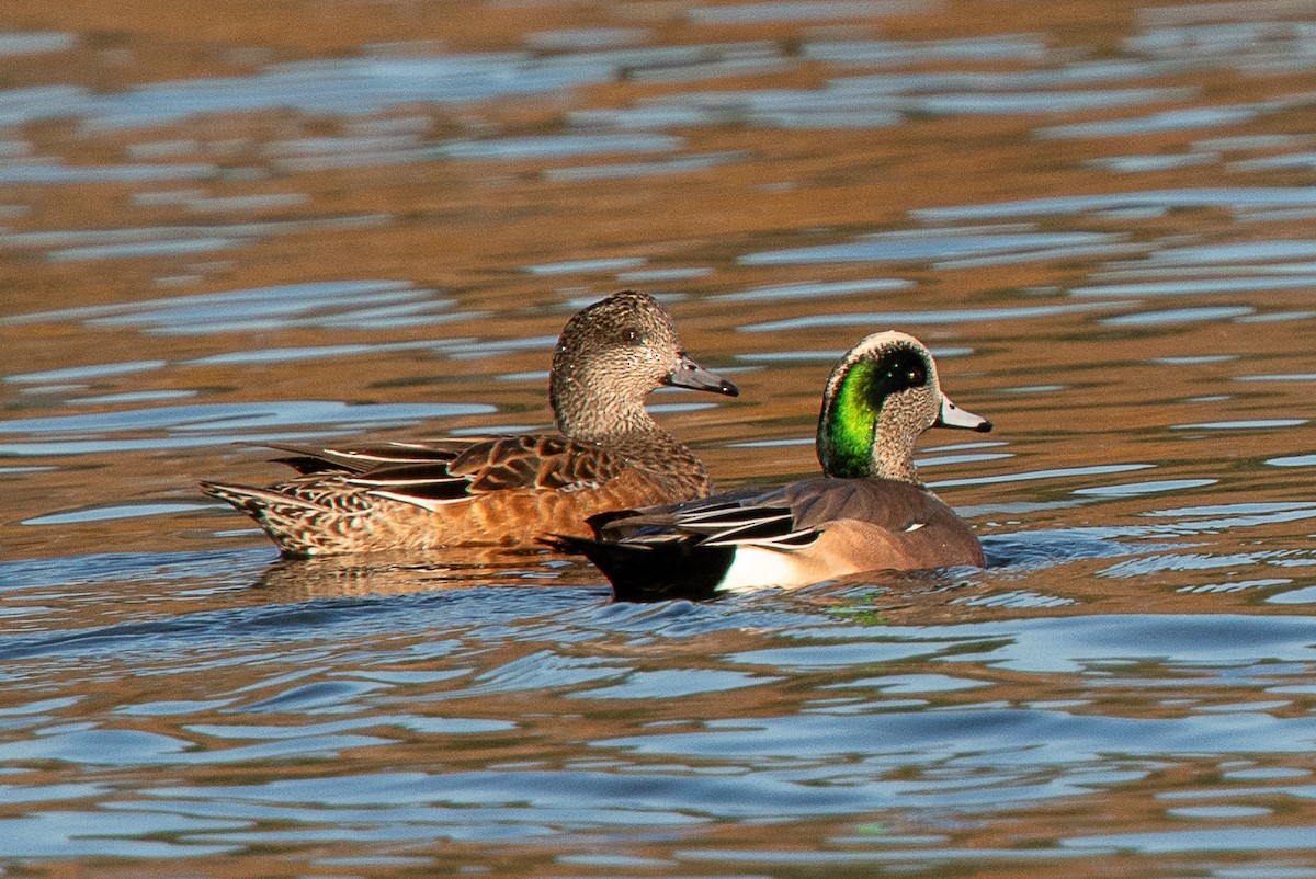 American Wigeon - ML619370408