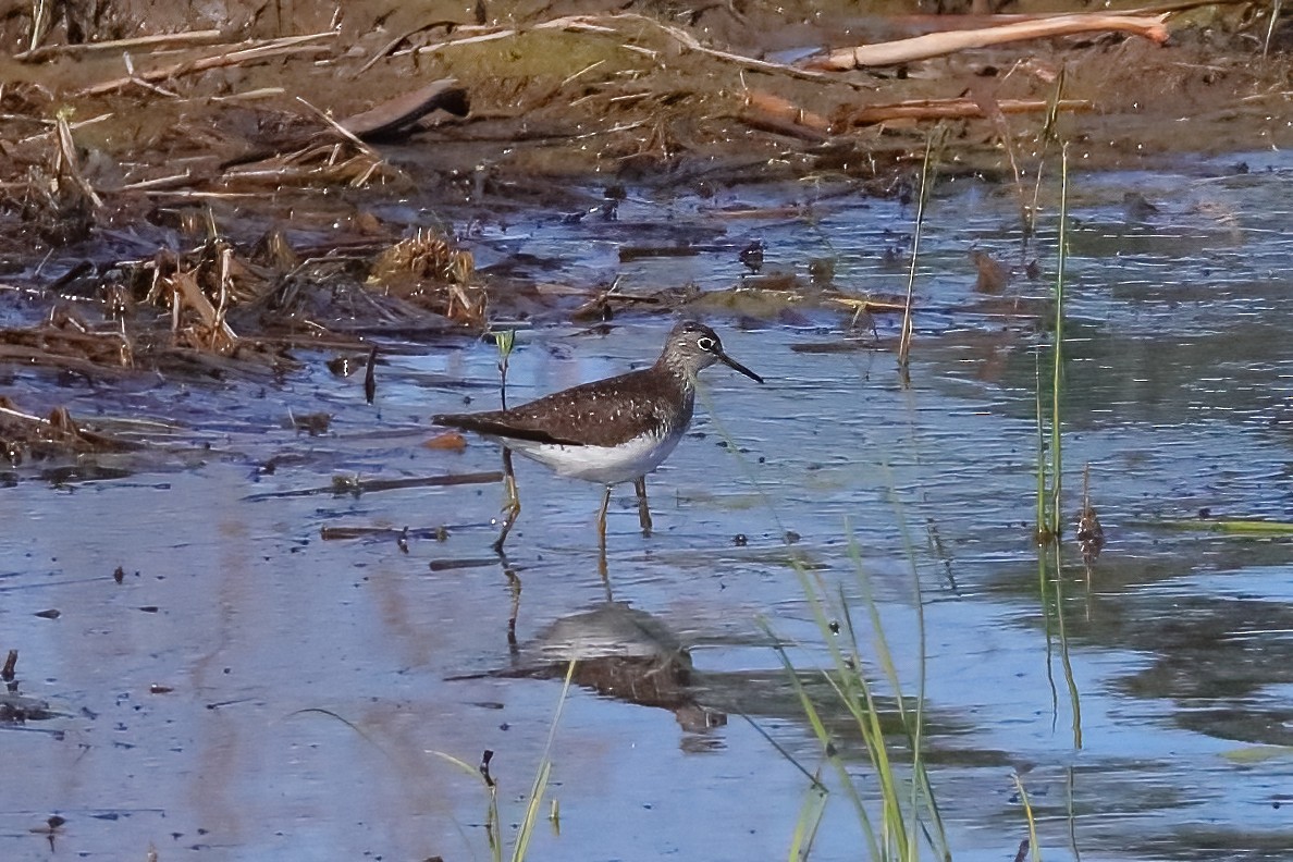 Solitary Sandpiper - J. Marty Paige