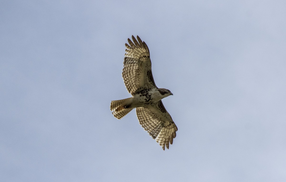 Red-tailed Hawk - Daniel Martin