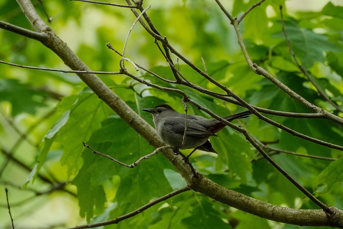 Gray Catbird - Jennifer Hernandez