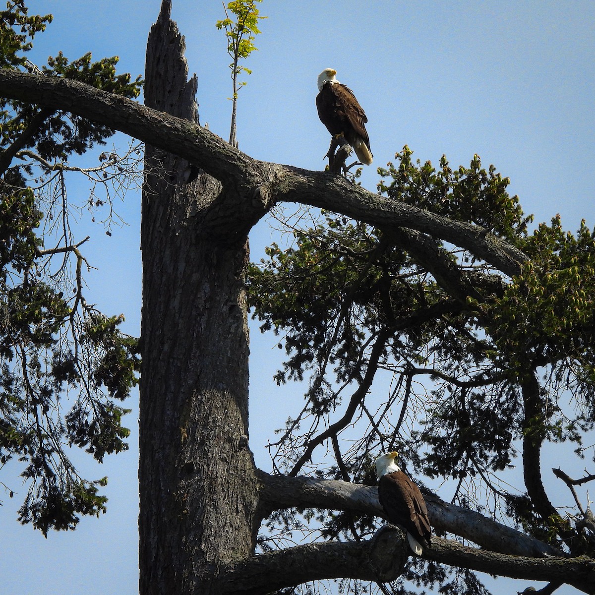 Bald Eagle - ML619370430