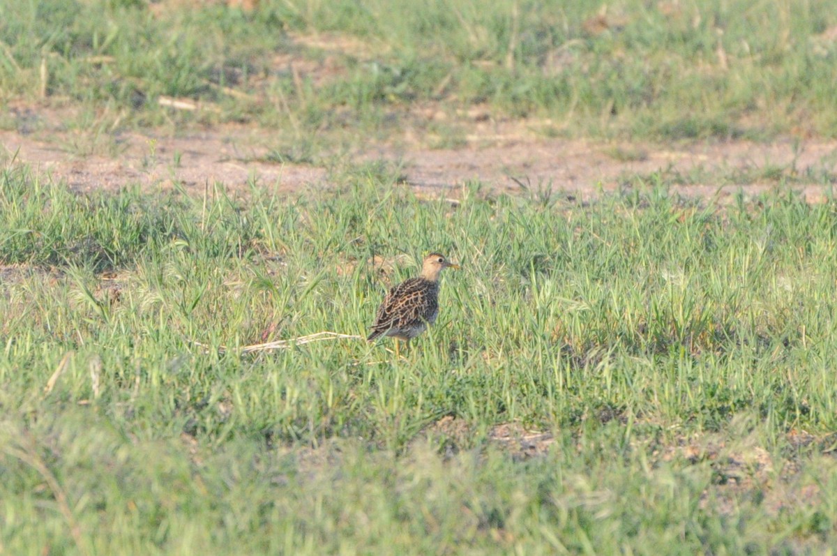 Upland Sandpiper - Sean Huntley