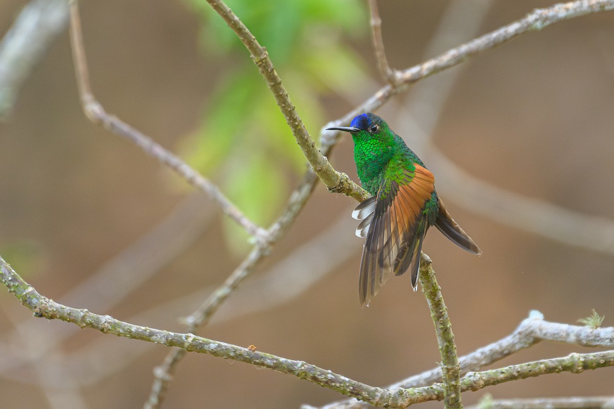 Blue-capped Hummingbird - Poojan Gohil