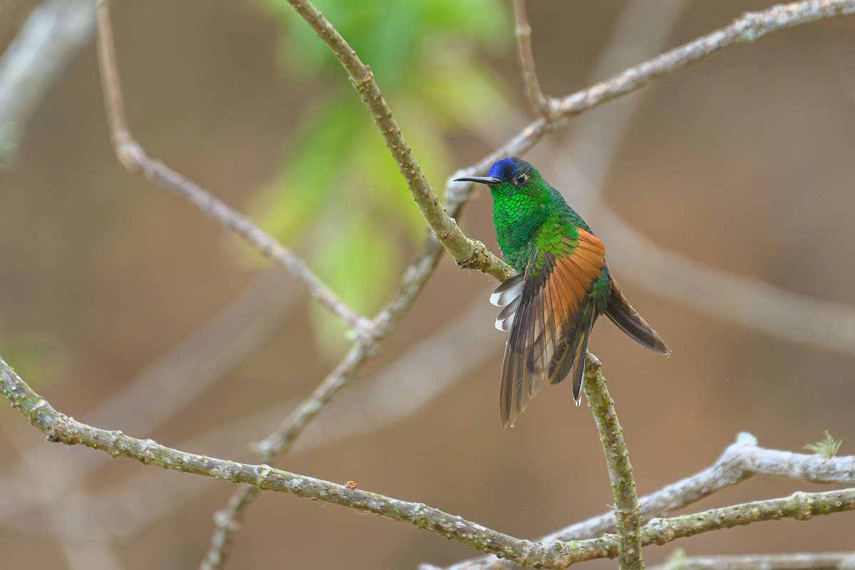 Blue-capped Hummingbird - ML619370466