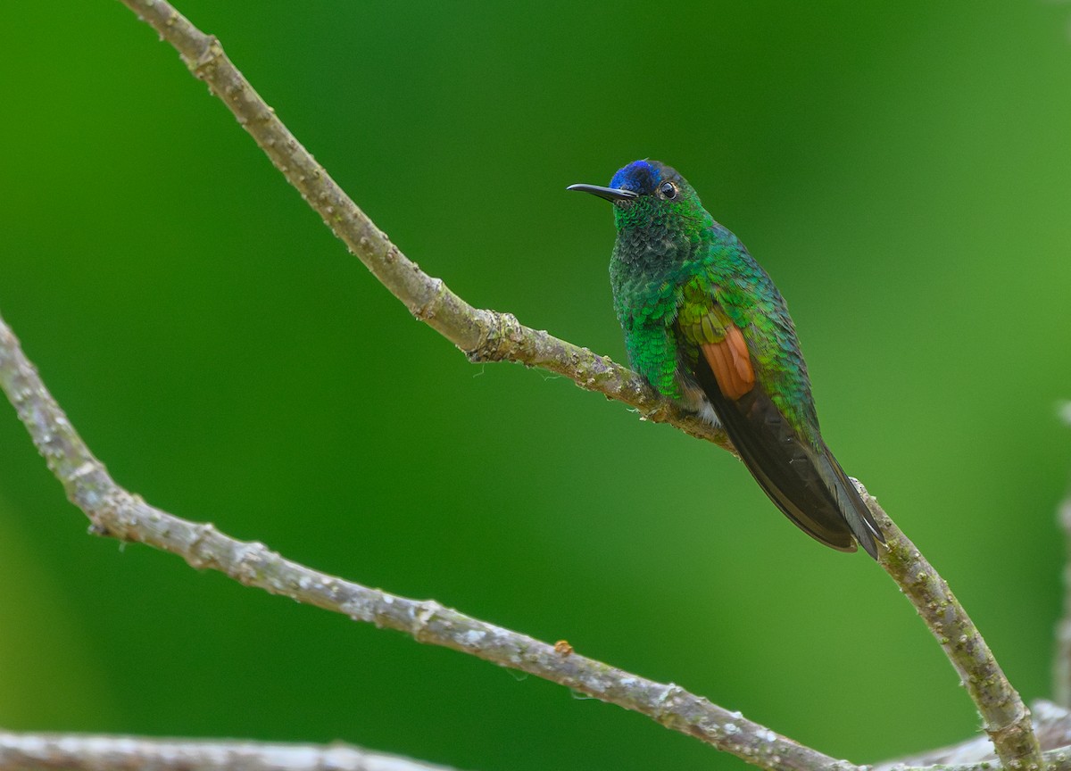 Blue-capped Hummingbird - Poojan Gohil