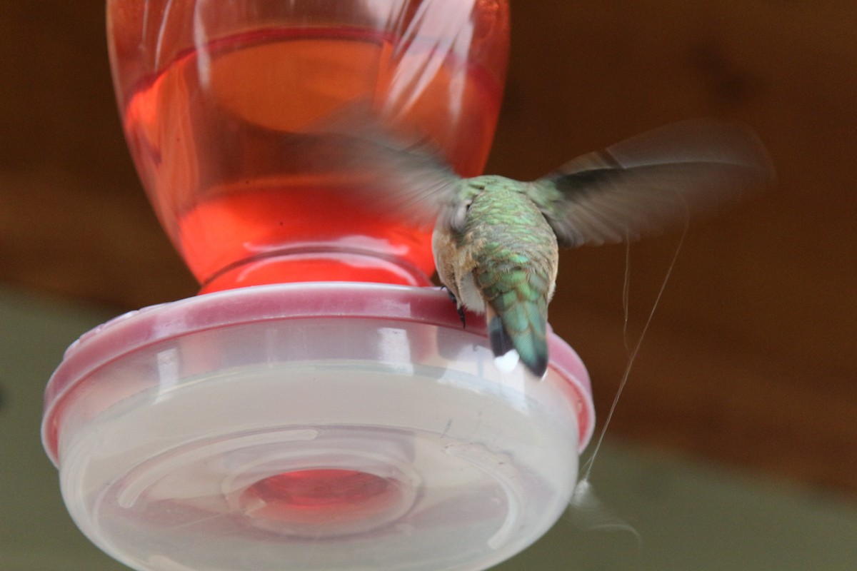 Calliope Hummingbird - Sierra Fleischmann