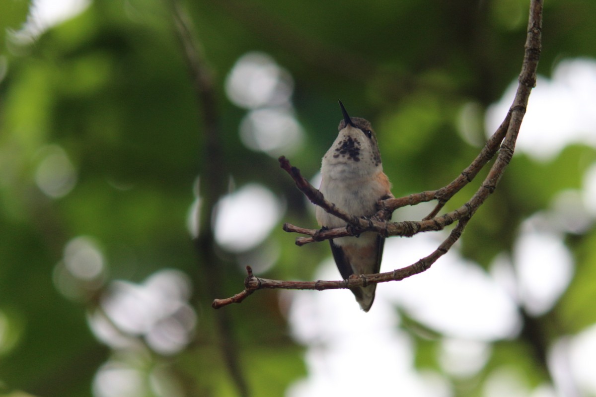 Calliope Hummingbird - Sierra Fleischmann