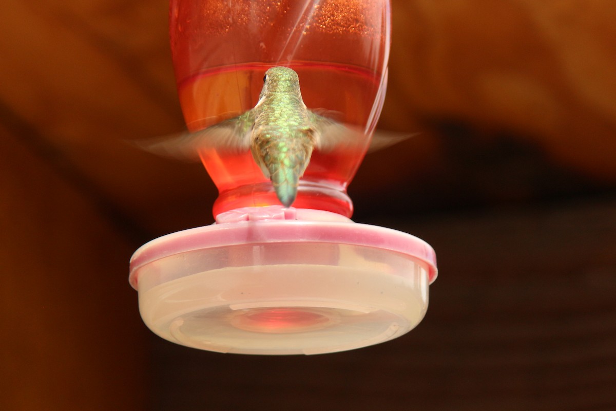 Calliope Hummingbird - Sierra Fleischmann
