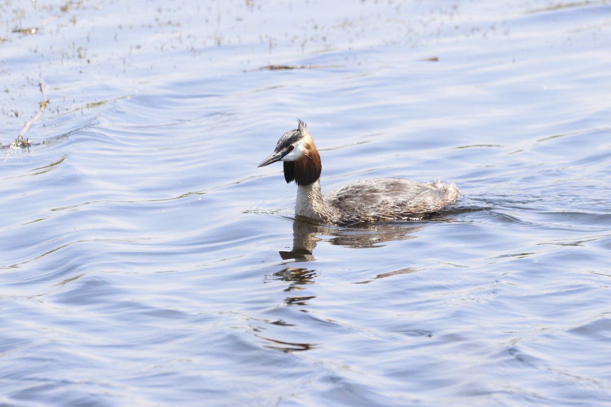 Great Crested Grebe - Gareth Bowes