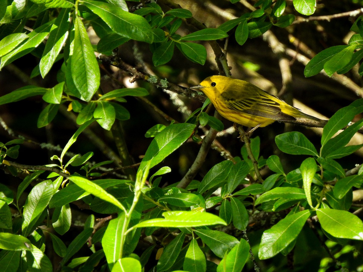 Yellow Warbler - Tylor Callahan