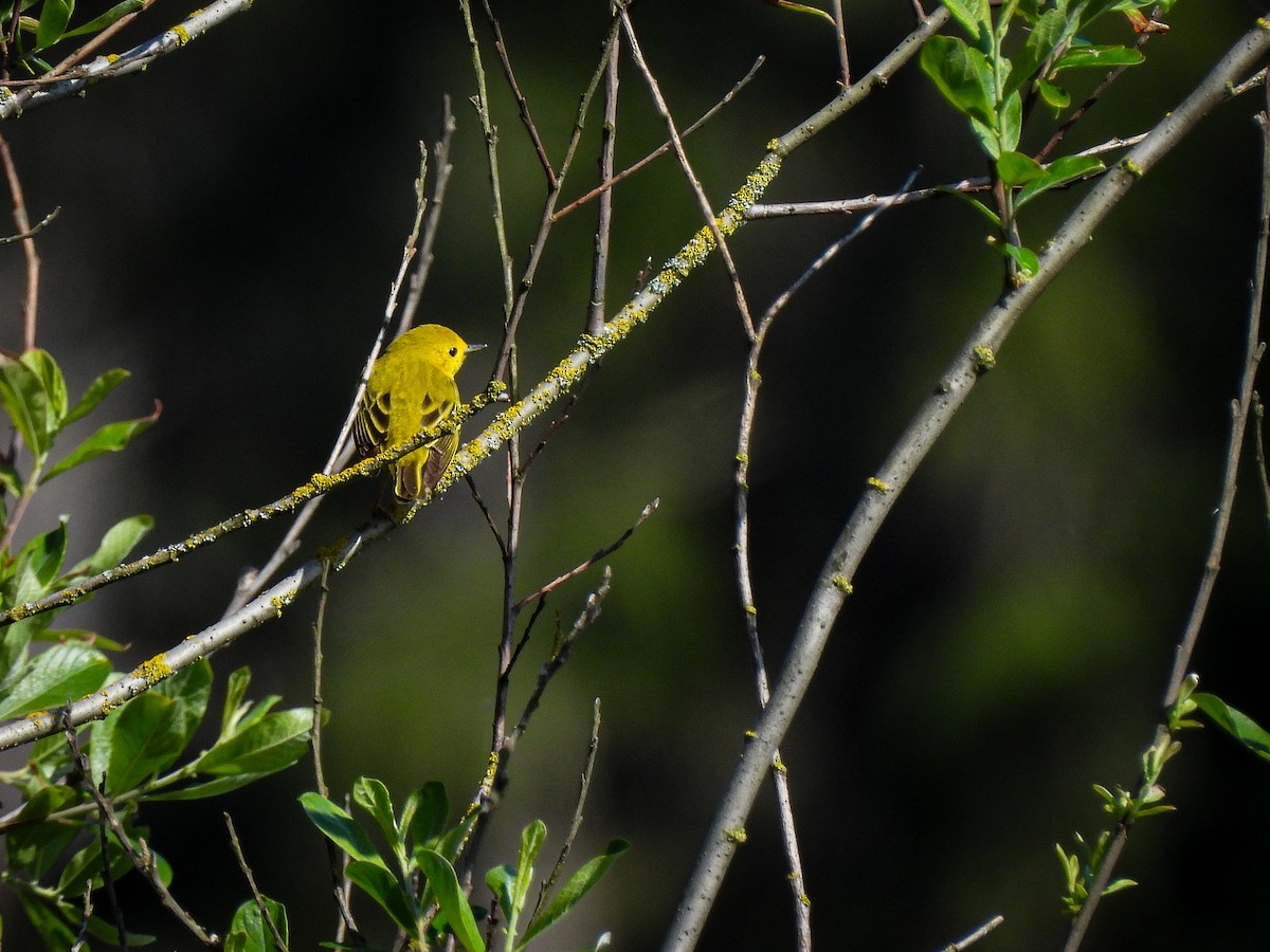 Yellow Warbler - Tylor Callahan