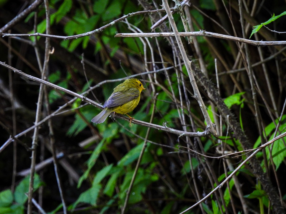 Wilson's Warbler - ML619370534