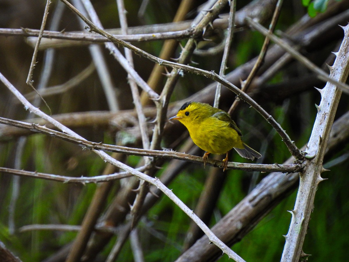 Wilson's Warbler - ML619370535