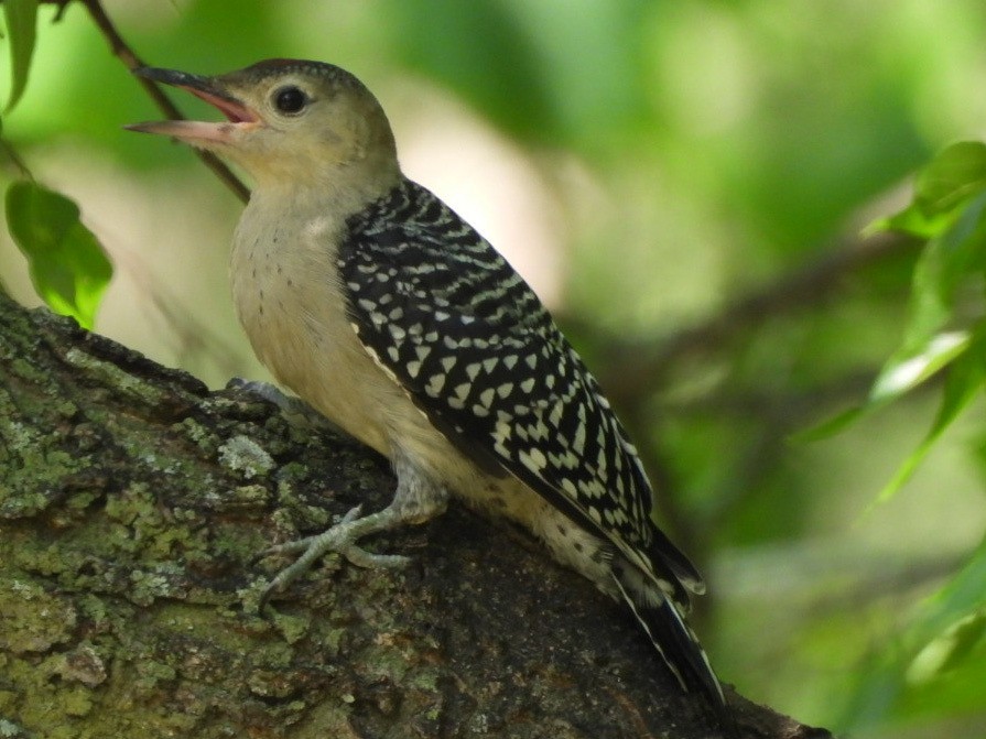 Red-bellied Woodpecker - Bonnie Cockings