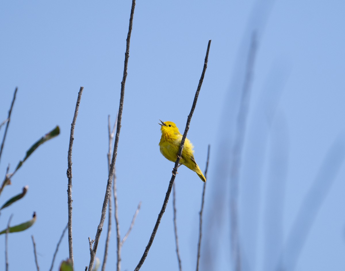 Paruline jaune - ML619370556